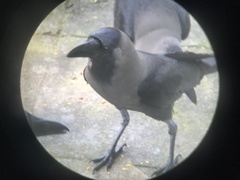 Corvus splendens