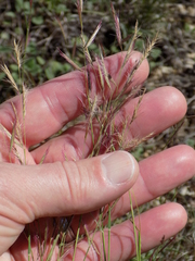 Bouteloua trifida