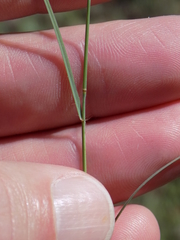 Bouteloua trifida
