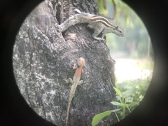 Funambulus pennantii