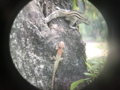 Funambulus pennantii