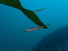 Aulorhynchus flavidus