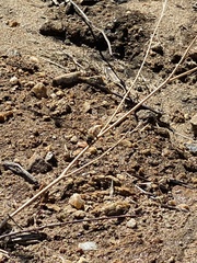 Apis mellifera
