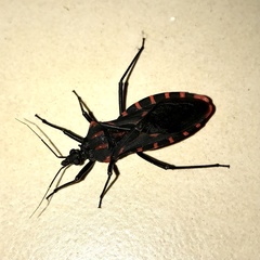 Panstrongylus megistus