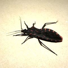 Panstrongylus megistus