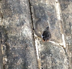 Arenaria interpres