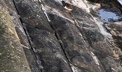 Arenaria interpres
