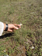 Bouteloua trifida
