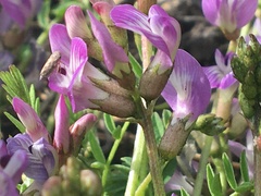 Astragalus bodinii