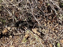Sceloporus occidentalis longipes