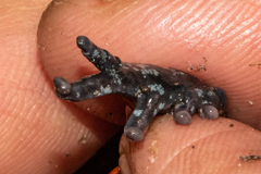 Phrynomantis affinis
