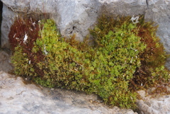 Cinclidium stygium