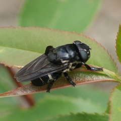 Oestridae
