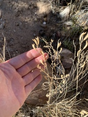 Astragalus remotus