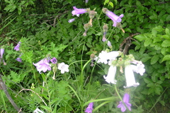 Campanula komarovii