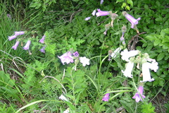 Campanula komarovii