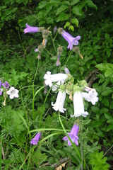 Campanula komarovii