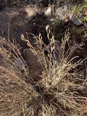 Astragalus remotus