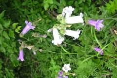 Campanula komarovii