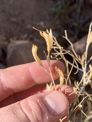 Astragalus remotus