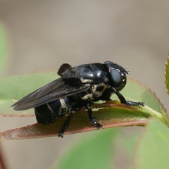 Oestridae