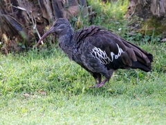 Bostrychia carunculata