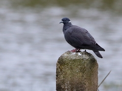 Columba albitorques