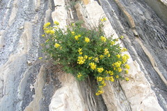 Medicago cretacea