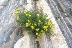 Medicago cretacea