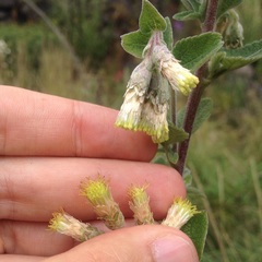 Brickellia secundiflora