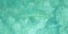 Cephalopholis panamensis