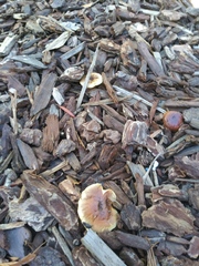 Fungi