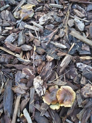 Fungi