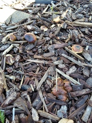 Fungi