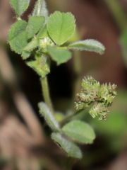 Medicago coronata