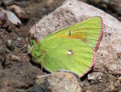 Colias meadii
