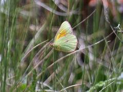 Colias meadii
