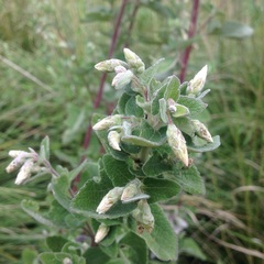 Brickellia secundiflora