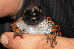 Phrynomantis affinis