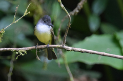 Myiarchus tuberculifer