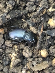 Carabidae
