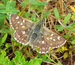Muschampia tessellum
