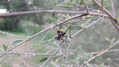 Scaphura