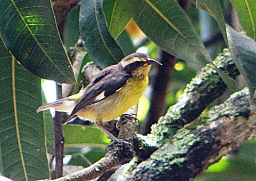 Bananaquit