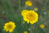 Cota tinctoria tinctoria - Photo (c) josef klíč, some rights reserved (CC BY-NC), uploaded by josef klíč