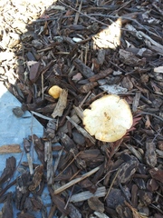 Fungi
