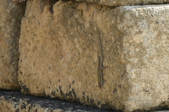 Podarcis siculus siculus