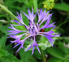 Centaurea napulifera tuberosa