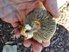 Fungi