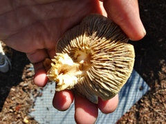 Fungi